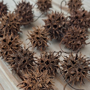 May include: A collection of dried brown spiky seed pods, also known as burrs, arranged on a light wood surface.