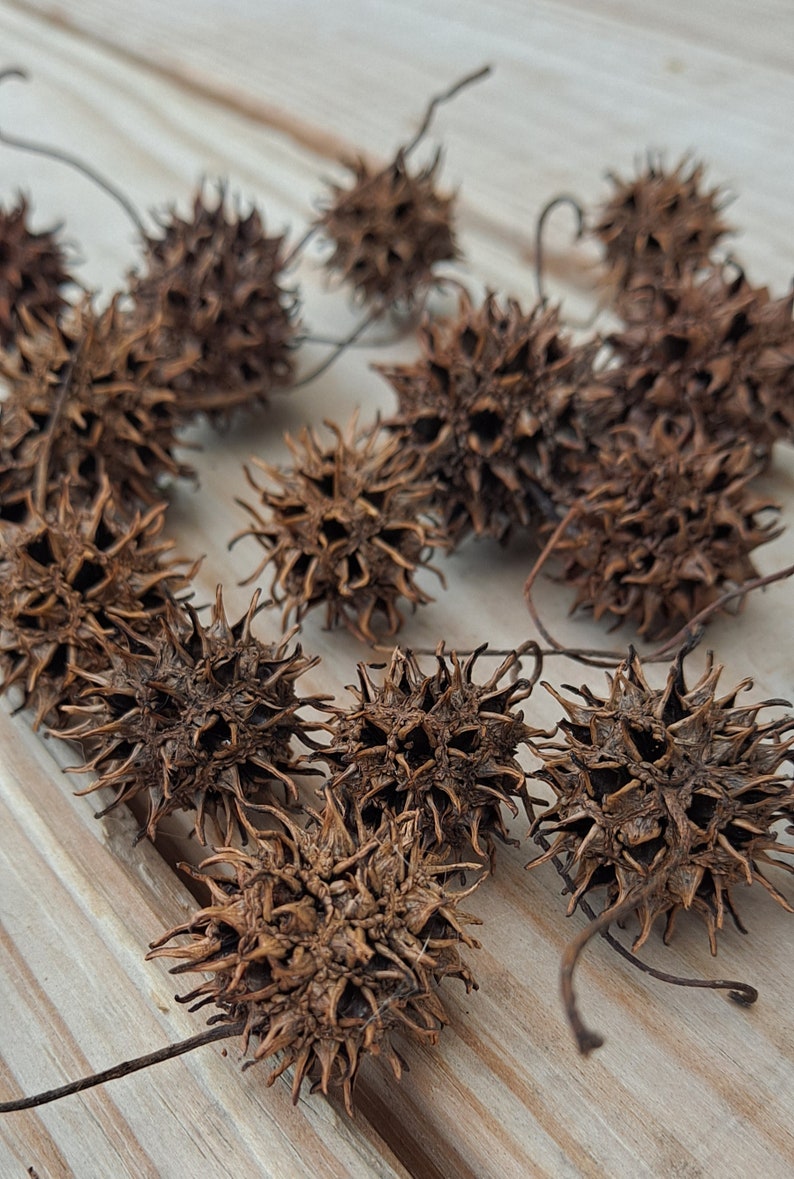 May include: A collection of dried brown spiky seed pods, also known as burrs, arranged on a light wood surface.
