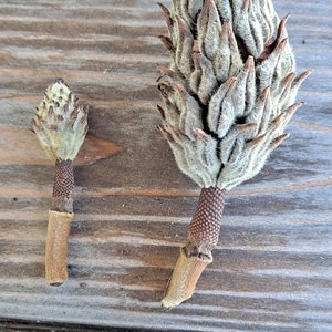 May include: Two dried magnolia seed pods, one large and one small, rest on a weathered wooden surface. The pods have a light green, fuzzy texture with brown stems and bases, showcasing natural botanical elements.