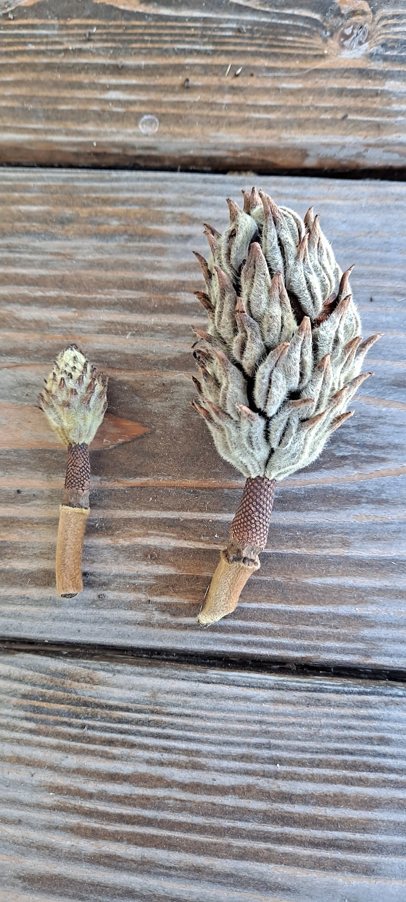 May include: Two dried magnolia seed pods, one large and one small, rest on a weathered wooden surface. The pods have a light green, fuzzy texture with brown stems and bases, showcasing natural botanical elements.