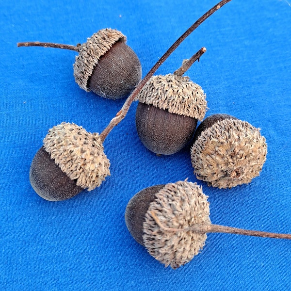 Natural Swamp White Oak Acorns with Caps  (Quercus bicolor) 10 acorns