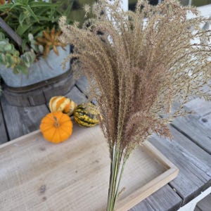 Maiden Grass Flower Bundle: Dried Arrangements, Natural Fall Decor, Weddings, Floral Supplies image 9