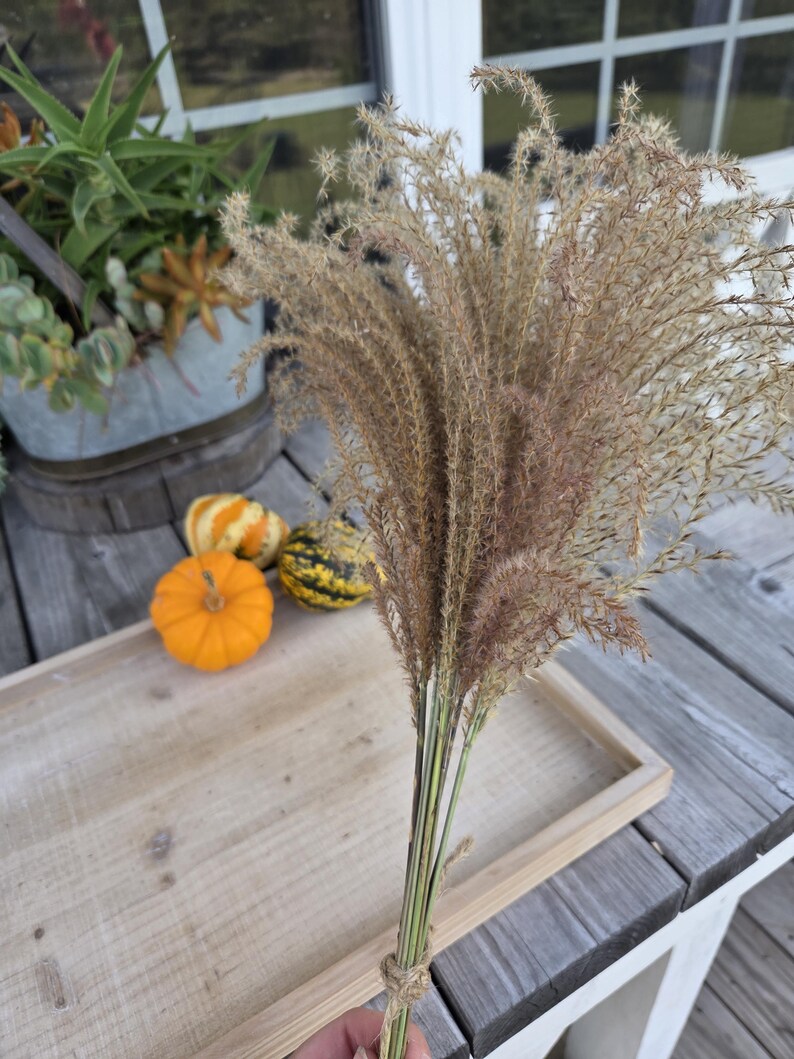 Maiden Grass Flower Bundle: Dried Arrangements, Natural Fall Decor, Weddings, Floral Supplies image 9