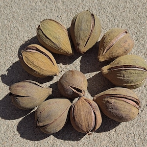 10+ Natural Hickory Nuts!