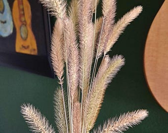Foxtail Grass Bundles (20 Stems) - Dried Grass Flowers for Floral Arrangements