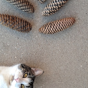 Puede incluir: Un gato atigrado con pelaje blanco yace sobre una superficie de hormig&oacute;n gris. Cinco pi&ntilde;as marrones est&aacute;n esparcidas alrededor del gato.