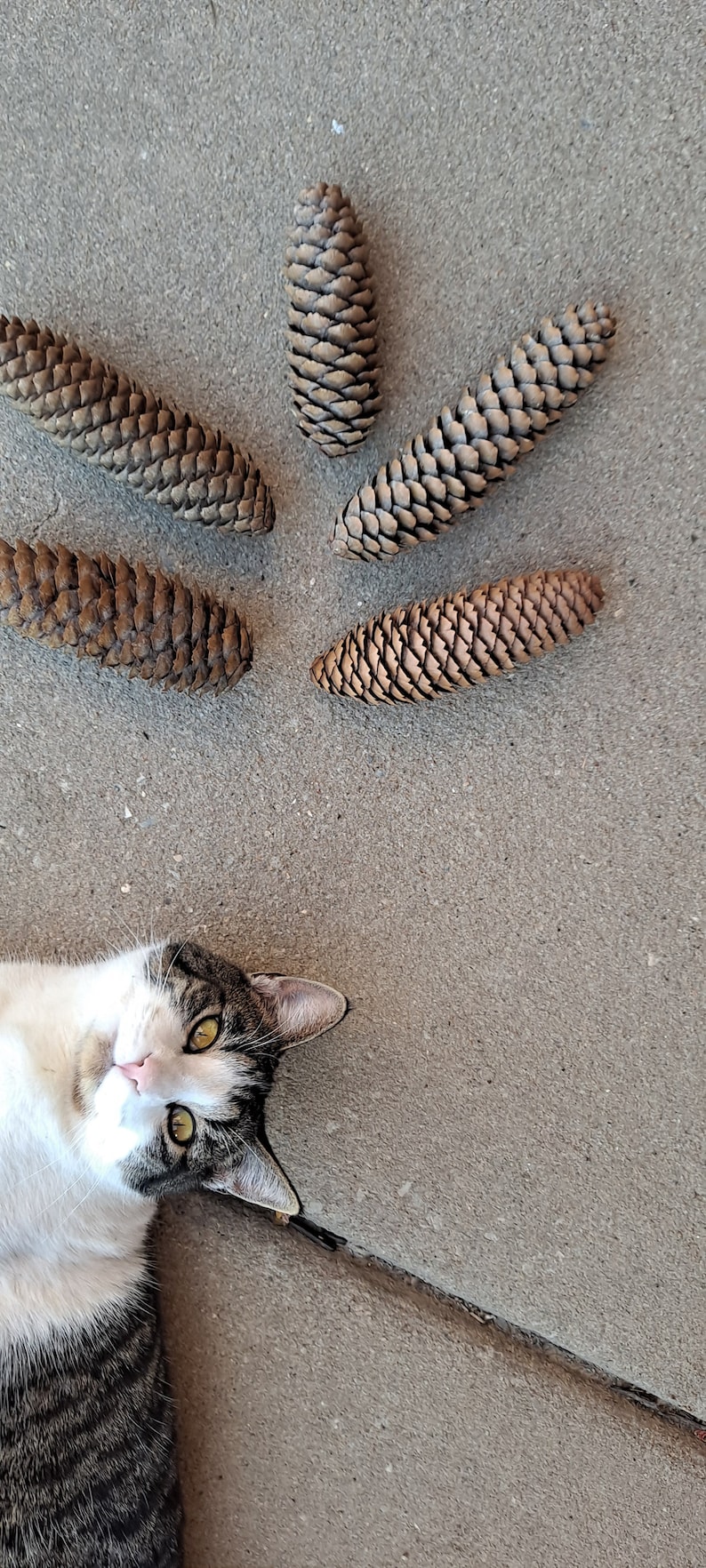 Puede incluir: Un gato atigrado con pelaje blanco yace sobre una superficie de hormig&oacute;n gris. Cinco pi&ntilde;as marrones est&aacute;n esparcidas alrededor del gato.