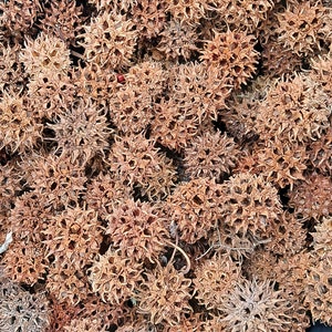 May include: A blue bowl filled with a large quantity of dried brown seed pods. The pods have a spiky, star-shaped appearance.