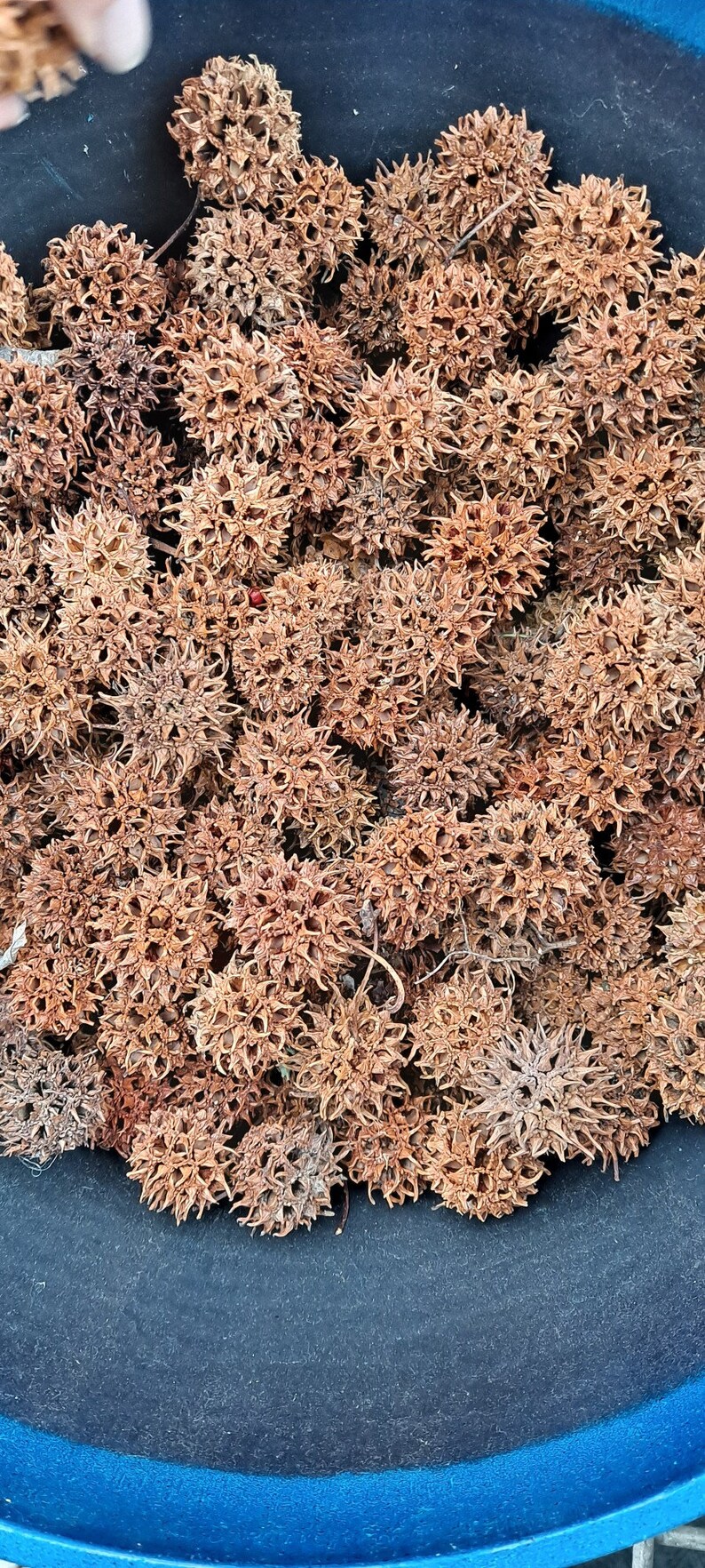 May include: A blue bowl filled with a large quantity of dried brown seed pods. The pods have a spiky, star-shaped appearance.