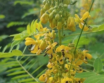 Wild Senna Seeds! Native Perennial: Senna Marilandica