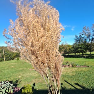Maiden Grass Flower Bundle: Dried Arrangements, Natural Fall Decor, Weddings, Floral Supplies image 18