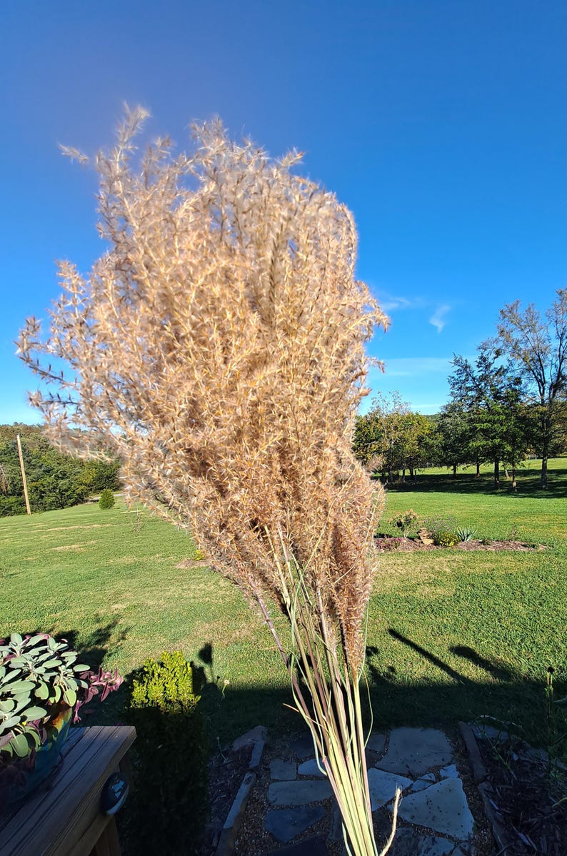 Maiden Grass Flower Bundle: Dried Arrangements, Natural Fall Decor, Weddings, Floral Supplies image 18
