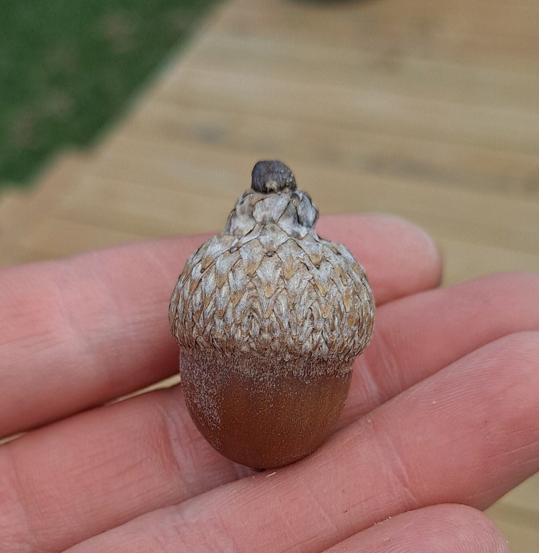 Nuttall Oak Acorns With Caps Quercus Texana. 10x Natural Acorns Etsy