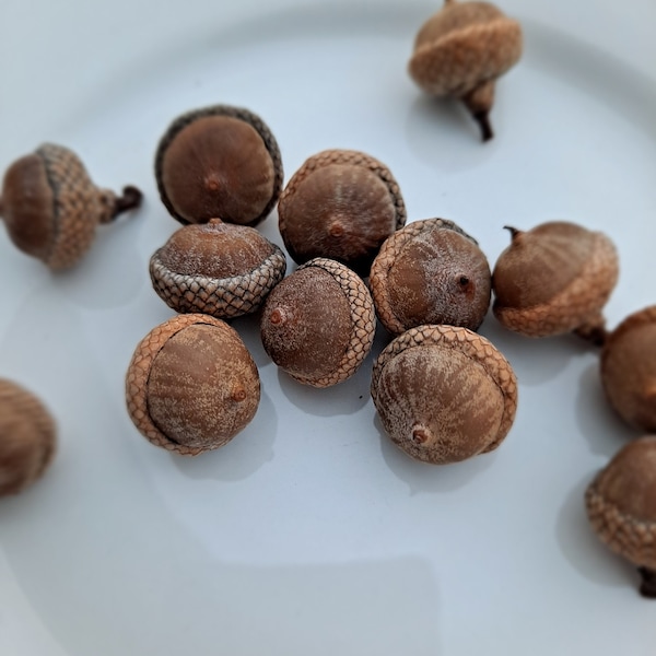 Pin Oak Acorns! (Quercus palustris) Also known as Swamp Spanish Oak. 10x real, natural acorns and their caps!