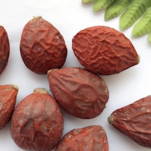Fresh Sago Palm Seeds! (cycas revoluta) 10 seeds
