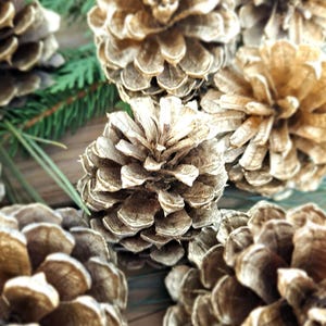 Gold Painted Pinecones: Holiday Decor, Christmas Crafts - Set of 10 Real Pine Cones
