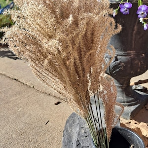 May include: A bouquet of dried pampas grass in a black ceramic vase with a decorative pattern. The vase is sitting on a concrete surface.