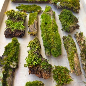 Live Moss on Bark! Natural Terrarium, Fairy Gardens Supplies (5 pieces)