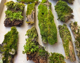 Live Moss on Bark! Natural Terrarium, Fairy Gardens Supplies (5 pieces)