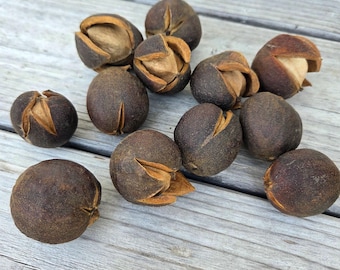 ¡Nueces de nogal natural! Juego de 10 piezas (Carya spp.)