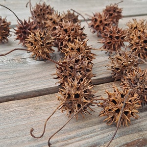 May include: A collection of dried brown spiky seed pods with long stems, scattered on a wooden surface.