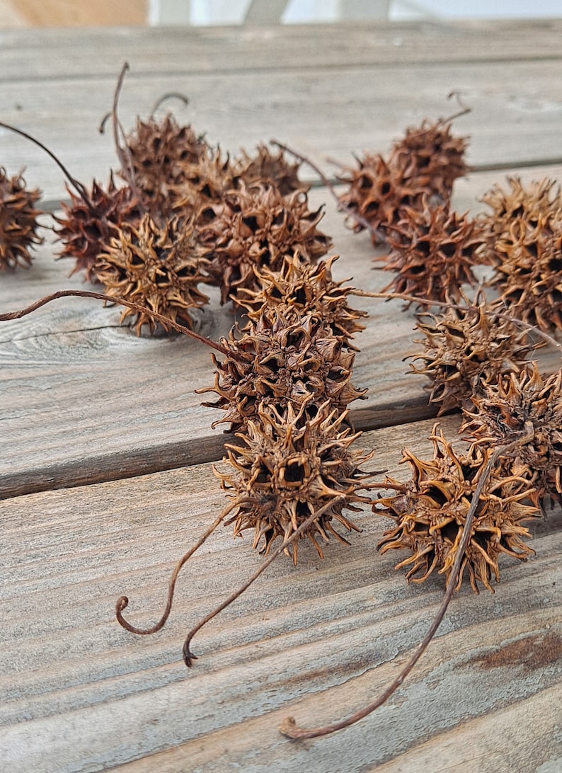 May include: A collection of dried brown spiky seed pods with long stems, scattered on a wooden surface.