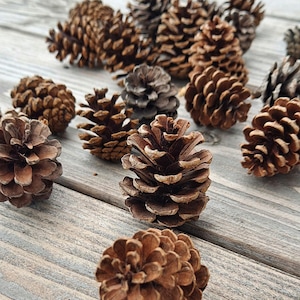Natural Red Pine Pinecones (pinus resinosa). A Set of 20 Small Cones