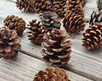 Natural Red Pine Pinecones (pinus resinosa). A Set of 20 Small Cones