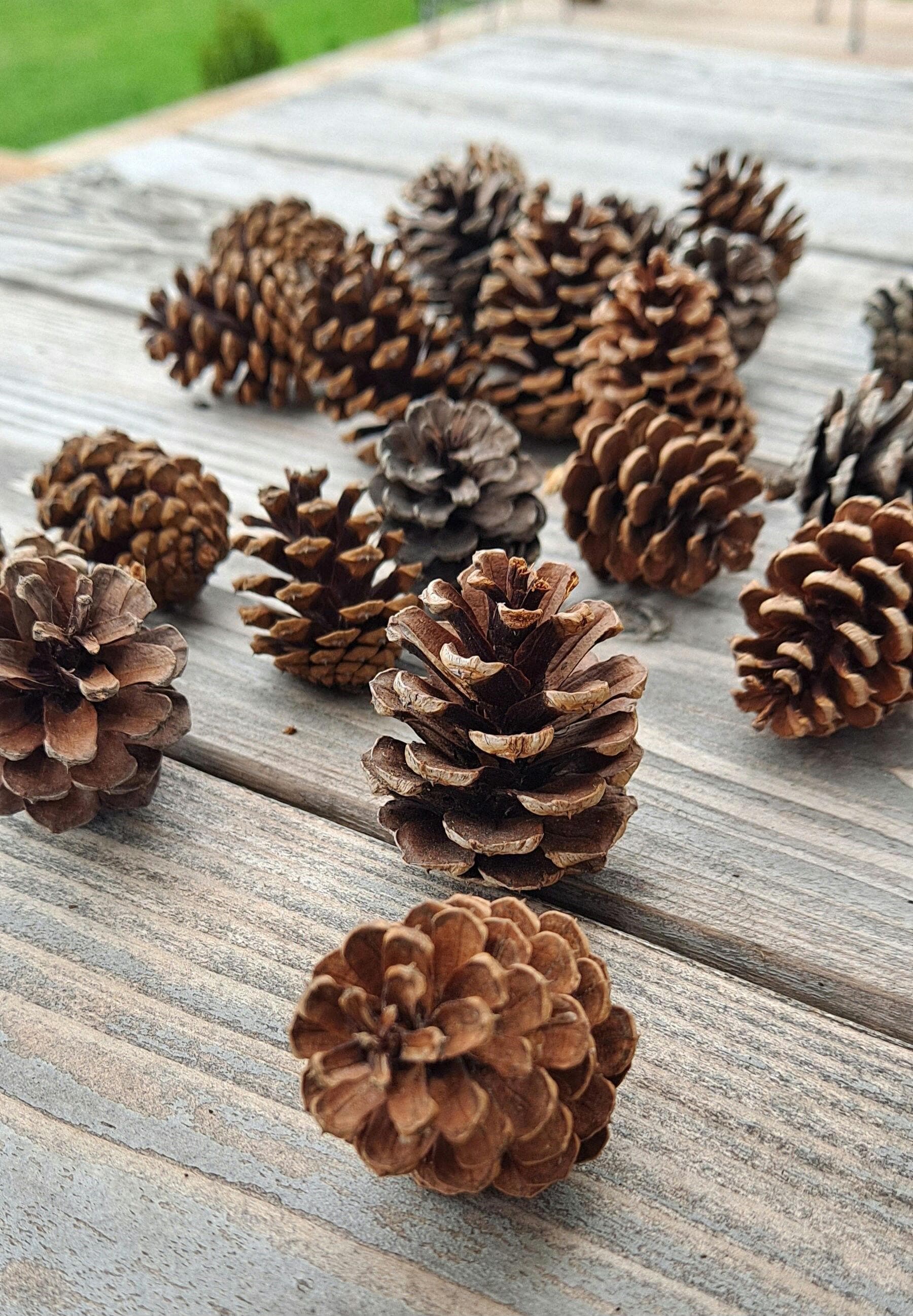 Natural Red Pine Pinecones (pinus Resinosa). A Set of 20 Small