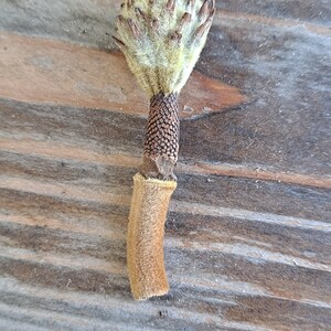 May include: A close-up of a dried seed pod with a textured, light brown stem and a fuzzy, light green top. The seed pod is set against a weathered, wooden surface.
