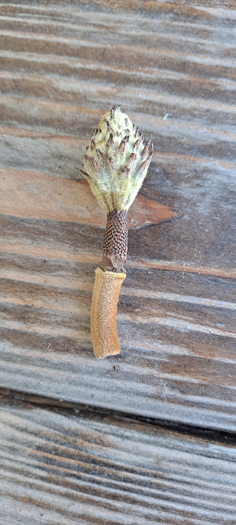 May include: A close-up of a dried seed pod with a textured, light brown stem and a fuzzy, light green top. The seed pod is set against a weathered, wooden surface.