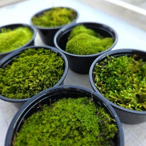 May include: Six small black pots filled with vibrant green moss. The moss varies in texture and shade, creating a visually appealing display. The pots are arranged in a circular pattern, showcasing the natural beauty of the moss.