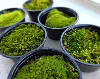 Live Moss Sampler: Natural Variety Pack of Mixed Mosses for Terrariums