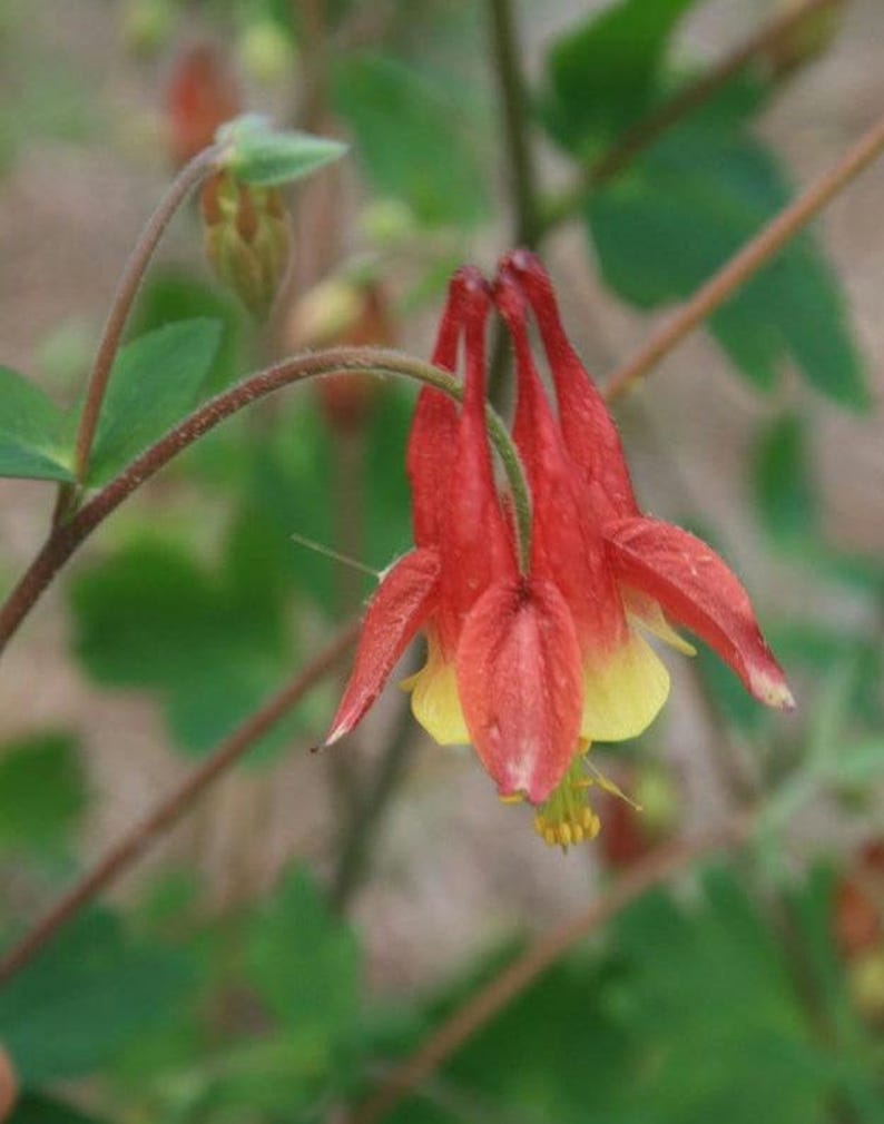MyLoveLees Columbine Seeds - Thumbnail 4