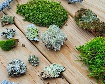 Live Moss and Lichen Assortment! Fresh from the Forest Floor. Terrarium Supplies