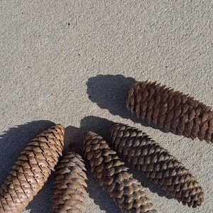 Puede incluir: Cinco pi&ntilde;as marrones dispuestas en c&iacute;rculo sobre una superficie gris claro.