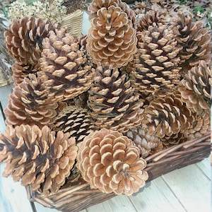 Large Pinecones! 5 Dark Brown, Durable, Slash Pine Cones