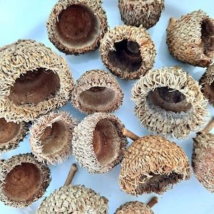 Large Bur Oak Acorn Caps - 10 Pieces