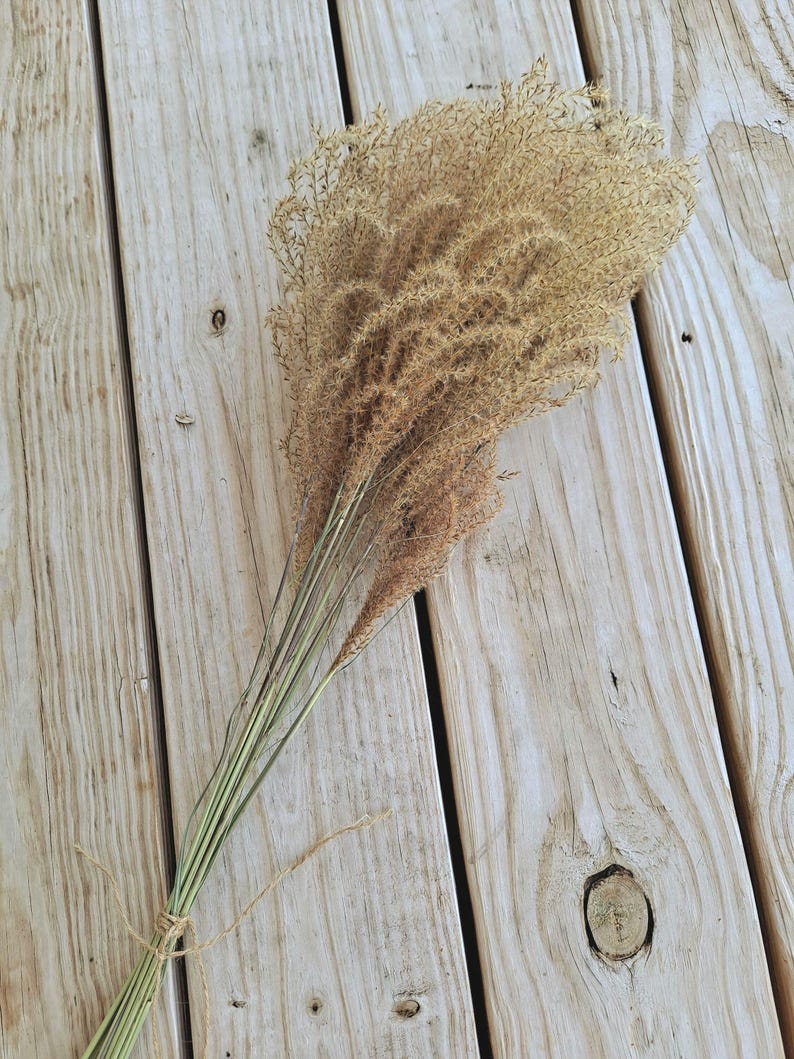 Maiden Grass Flower Bundle: Dried Arrangements, Natural Fall Decor, Weddings, Floral Supplies image 2