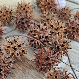 Sweetgum Balls (seed pods) of Liquidambar styraciflua, aka: Witch&#39;s Burrs. Real and Natural. 20+