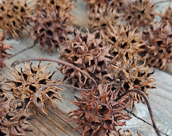 Sweetgum Balls (seed pods) of Liquidambar styraciflua, aka: Witch's Burrs. Real and Natural. 20+