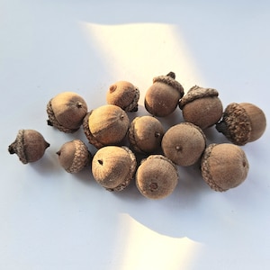 May include: A collection of brown acorns, some with caps still attached, scattered on a white surface.