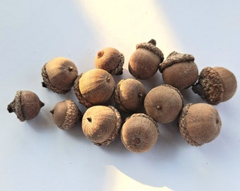 Willow Oak Acorns! (quercus phellos) 10x Natural Acorns with caps