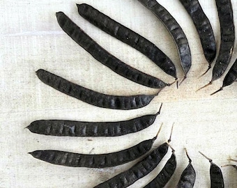 20 Cool Black Seed Pods! Wild Senna Pods for: Crafts, Floral Arrangements, Resin Projects