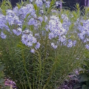 May include: A lush bush of light blue star-shaped flowers with green stems and foliage. The flowers are clustered together, creating a full and vibrant display. The plant is set against a backdrop of dark green trees and foliage.