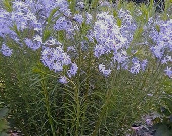 Arkansas Bluestar Seeds! (Amsonia hubrichtii) Threadleaf Bluestar Seed Pack!