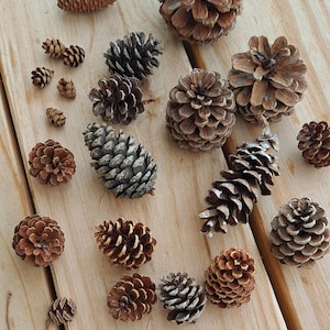 Mini Pinecone Mix! 20+ Assorted Variety Cones. Small Natural Pine Cones. Holiday Bowl Filler.