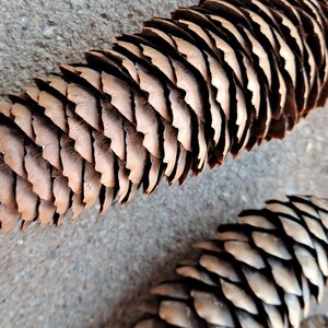 Puede incluir: Dos pi&ntilde;as marrones con una superficie texturizada y escamosa. Las pi&ntilde;as est&aacute;n sobre una superficie gris y texturizada.