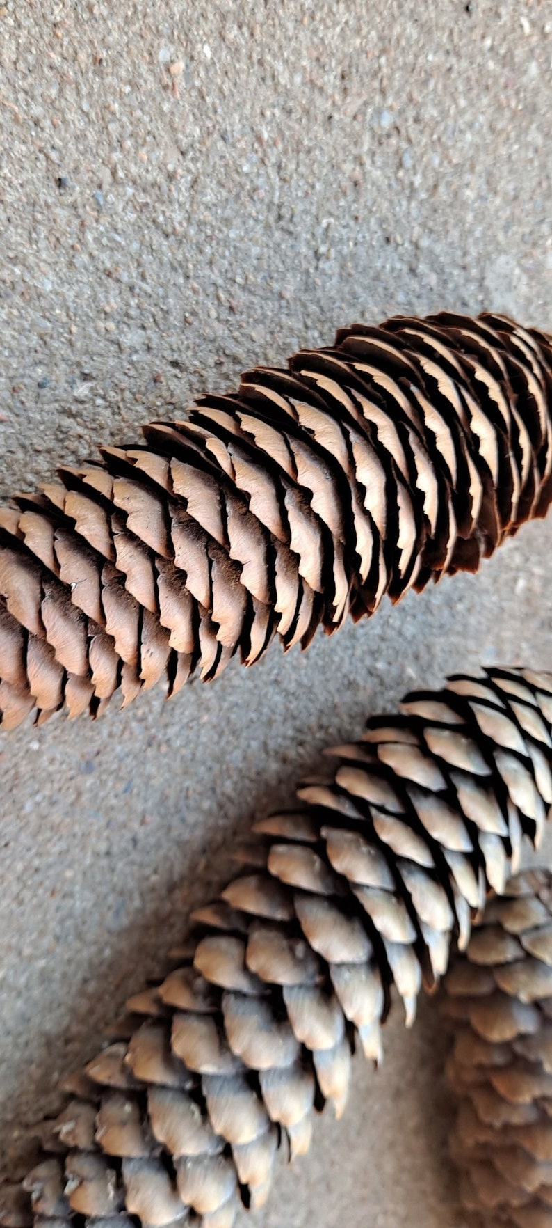Puede incluir: Dos pi&ntilde;as marrones con una superficie texturizada y escamosa. Las pi&ntilde;as est&aacute;n sobre una superficie gris y texturizada.