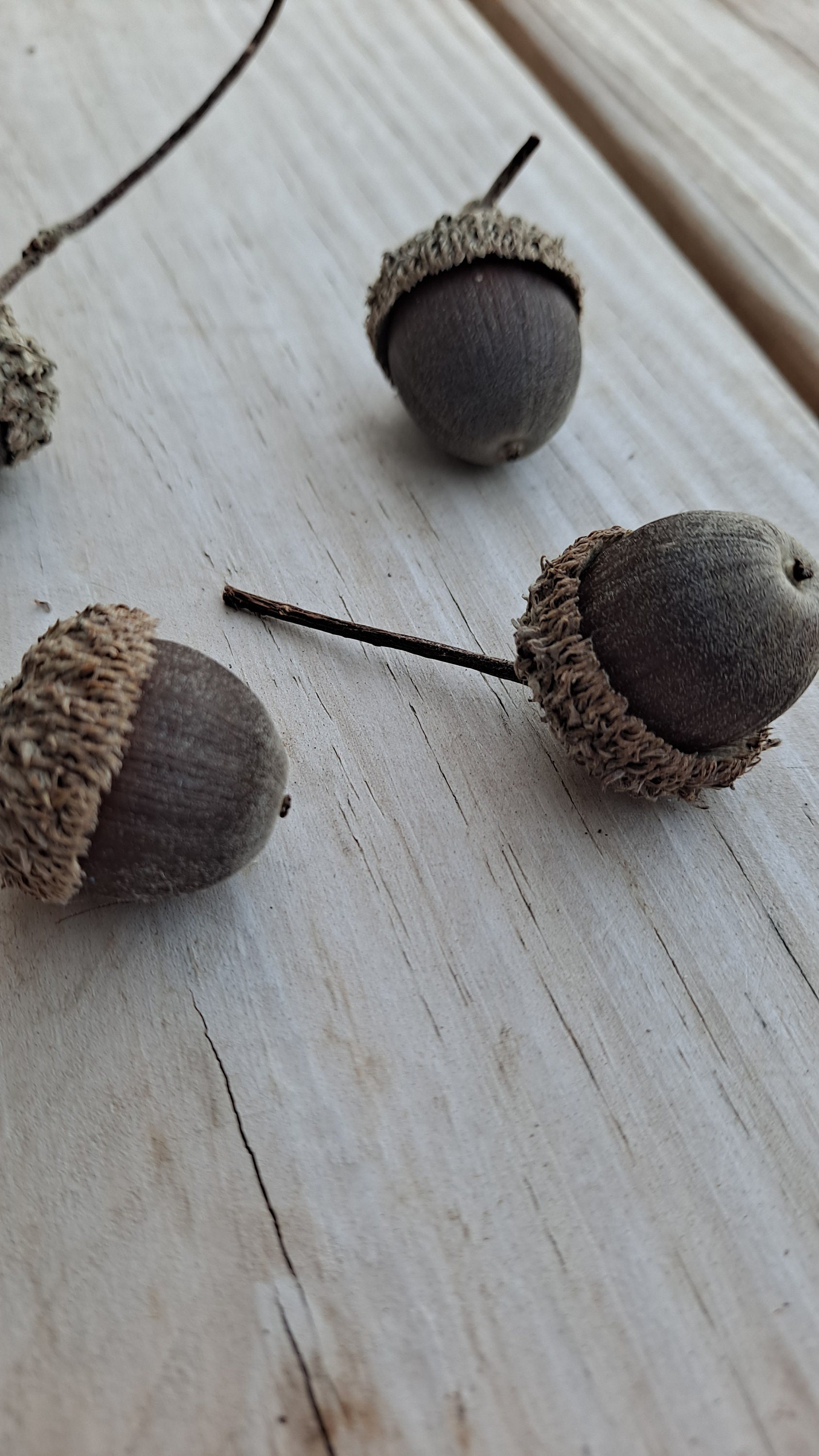 Natural Swamp White Oak Acorns (10+), Rustic Home Decor, Nature